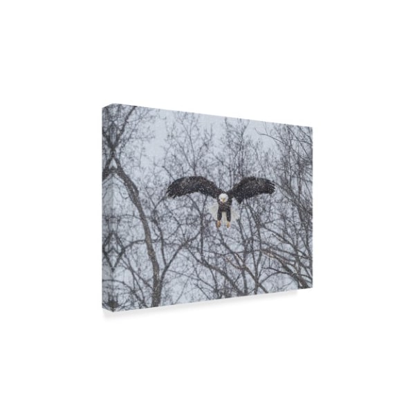 Galloimages Online 'Snowy Eagle' Canvas Art,18x24